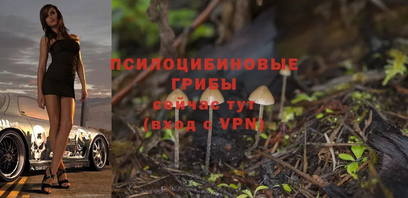 мега ссылка  Лянтор  Галлюциногенные грибы Psilocybine cubensis 